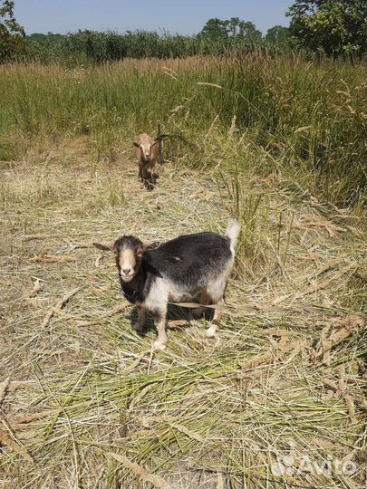 Камерунские козлята