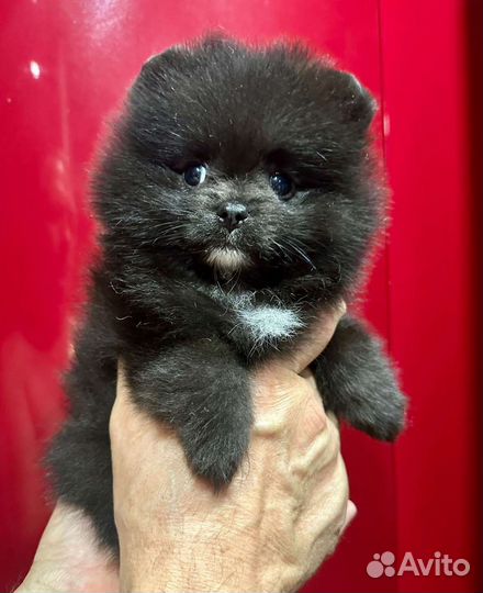 Померанский шпиц мини девочка