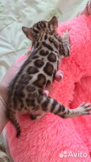 Бенгальская