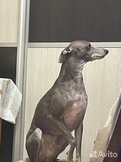 Левретка вязка