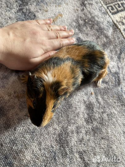 Морская свинка