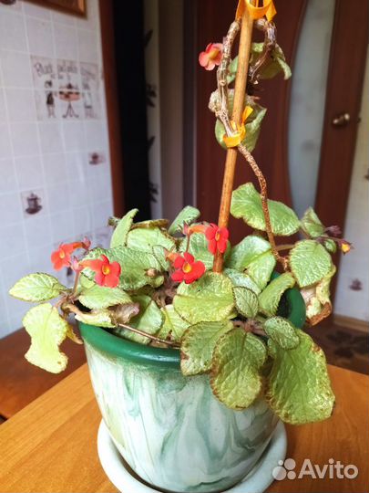 Цветок эписция, декор интерьера, подарок