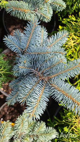 Ель Глаука Глобоза