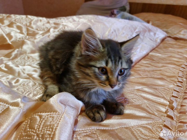 Отдам в добрые руки мальчик котенок