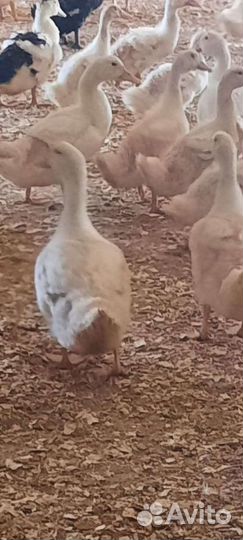 Цыплята бройлеры, утята, муларды