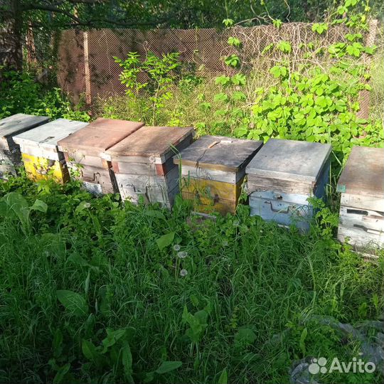 Пчелопакеты