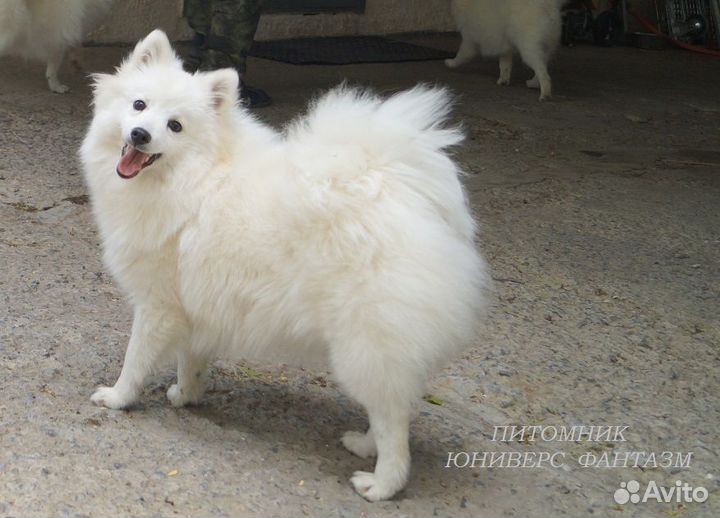 Японский шпиц девочка