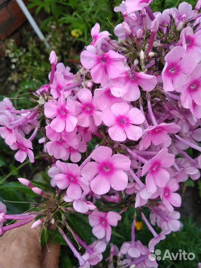 Флоксы, лилейники, ромашка и др цветы