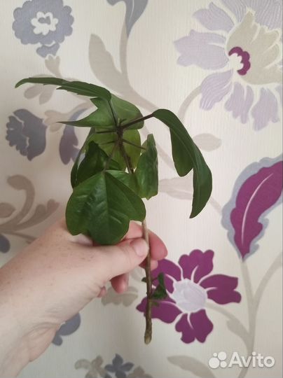 Гибискус и пандантус