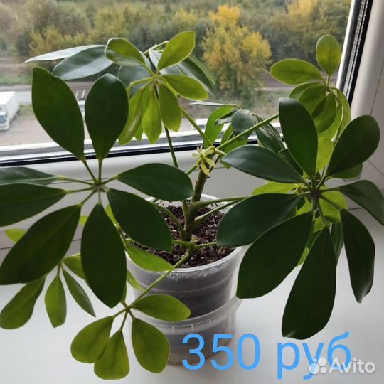 Продам шефлеры, фикус, сингониум