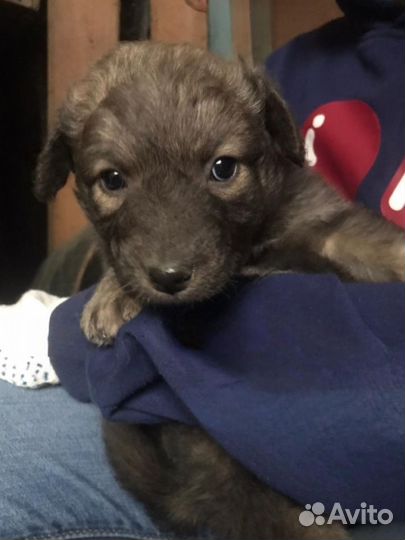 Собака(Щенок)