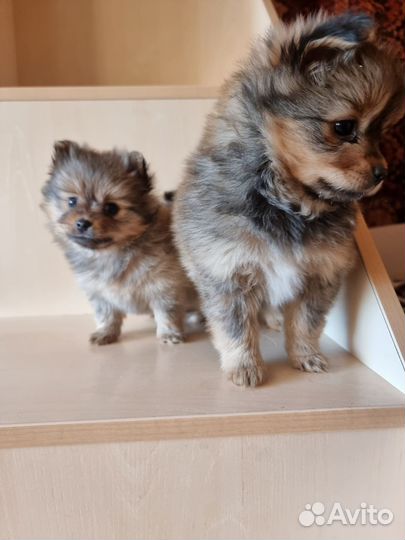 Щенки шпица мини