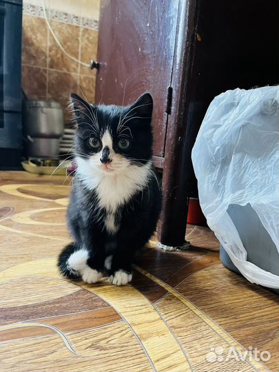 Котята бесплатно