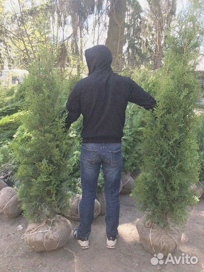 Туя брабант делаем доставку