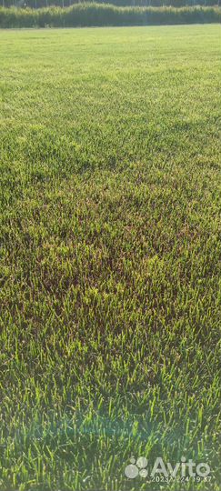 Рулонный газон