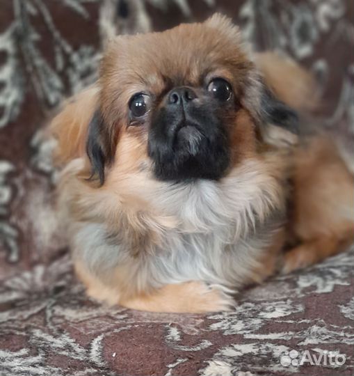 Вязка собак