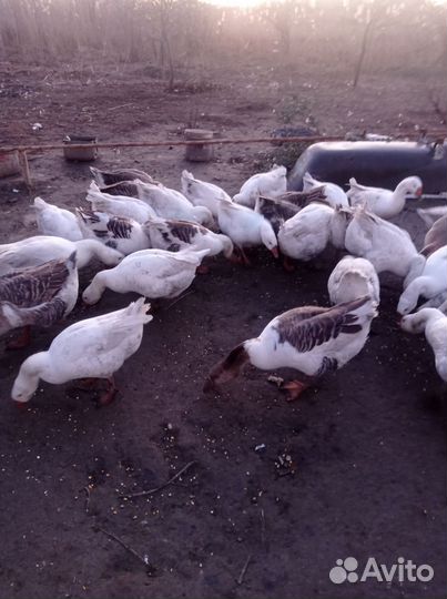 Гуси и утки