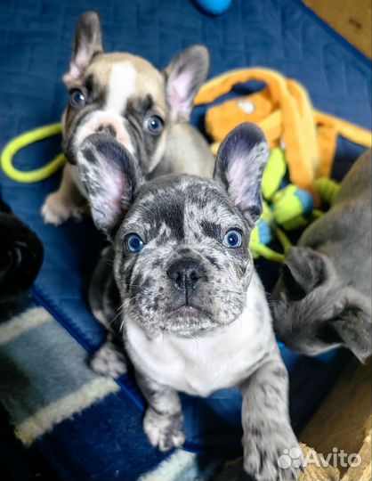 Французский бульдог щенки