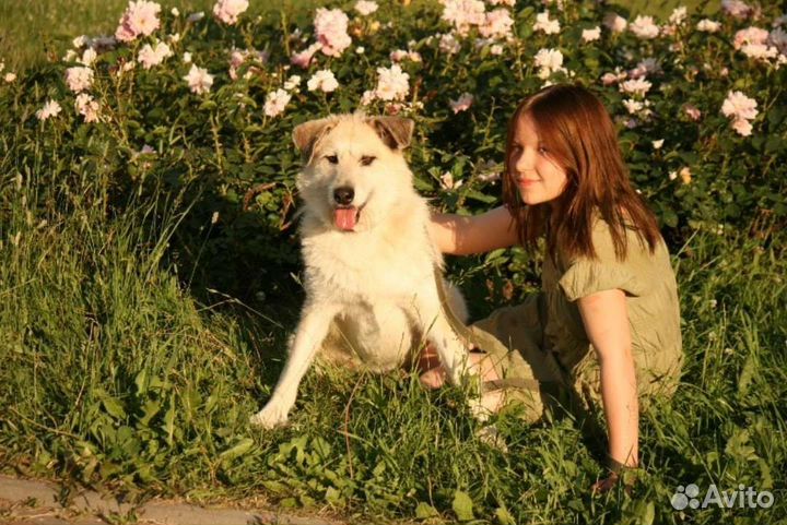 Собака в добрые руки