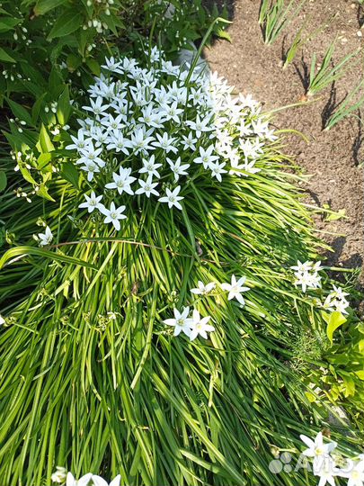 Птицемлечник