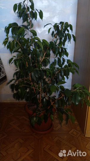 Фикус бенджамина