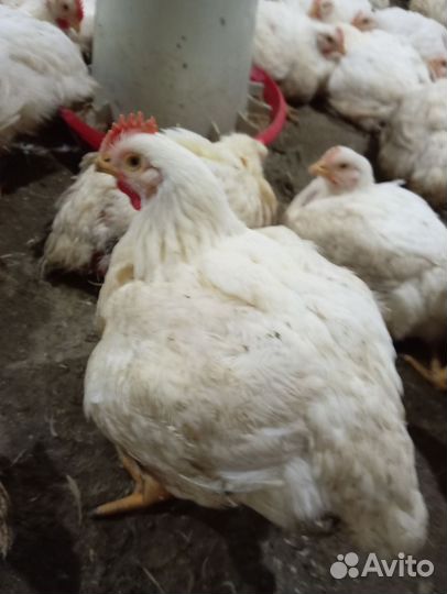 Куры бройлеры
