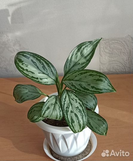 Продам дубли рстений