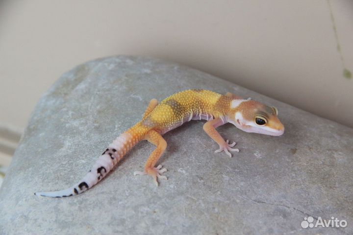 Эублефарчики