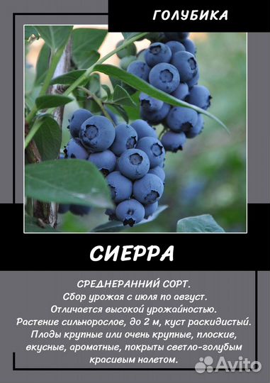 Голубика