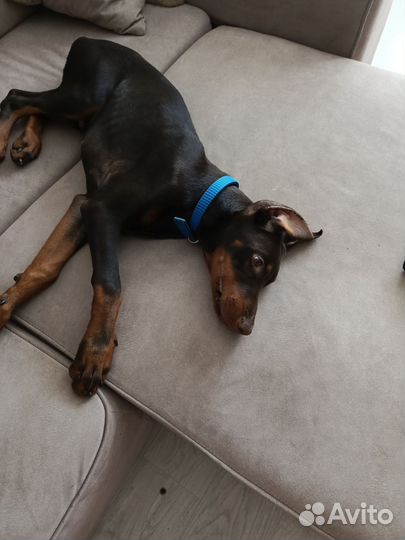 Доберман щенок