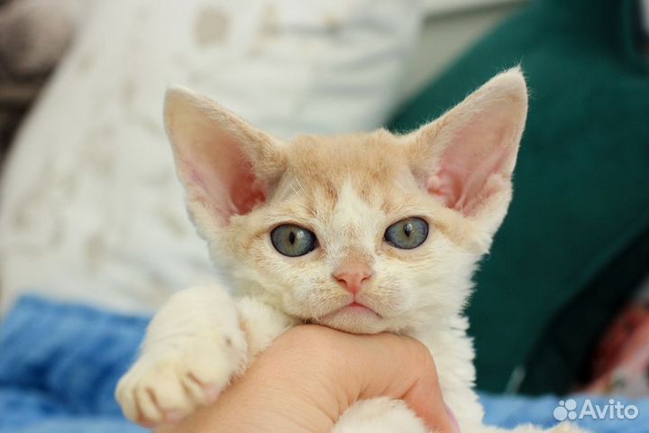 Котенок девон-рекс