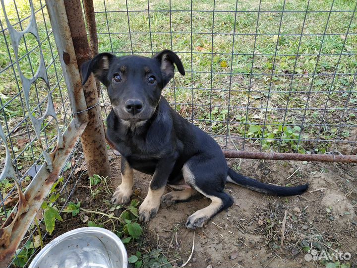 Отдам щенка девочку