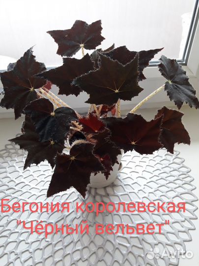 Продам цветы комнатные