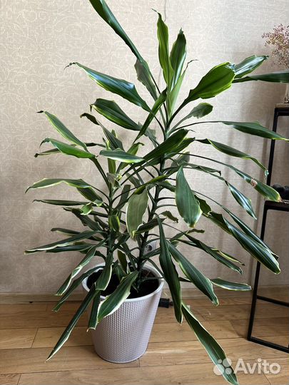 Драцена душистая