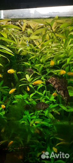 Цихлиды еллоу