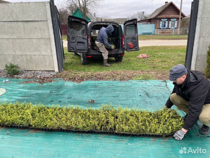 Туя оптом с доставкой