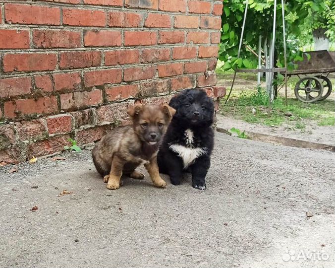 Отдаем щенков