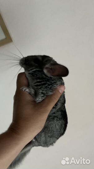 Шиншилла с клеткой