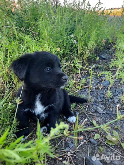 Собака (щенки) в добрые руки