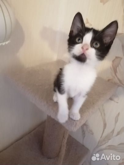 Котенок мальчик)