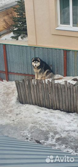 Сибирский хаски вязка