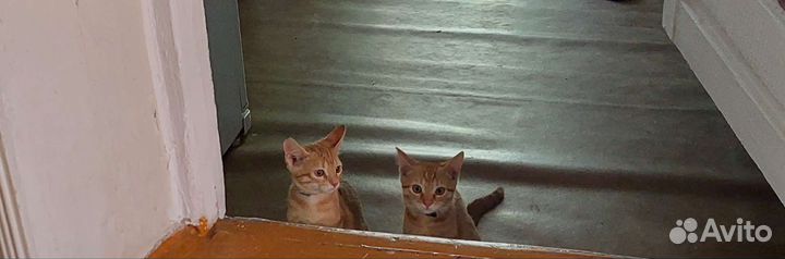 Котенок в дар бесплатно