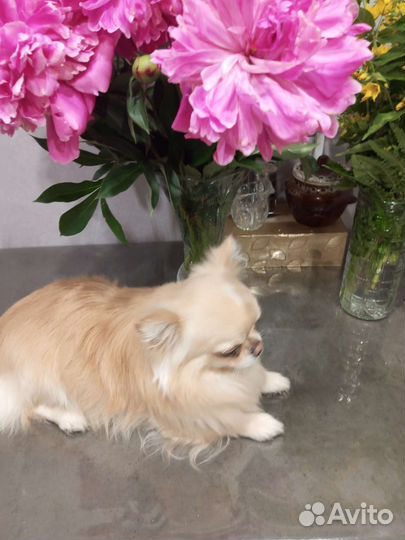 Вязка кобель чихуахуа