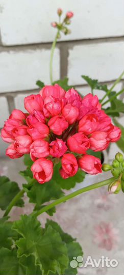 Пеларгония герань