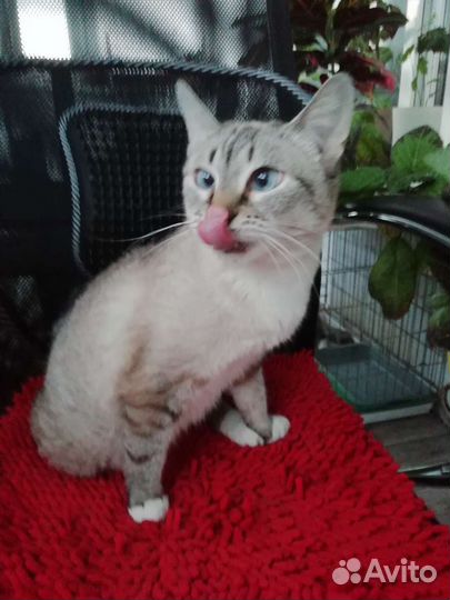 Тайская кошечка