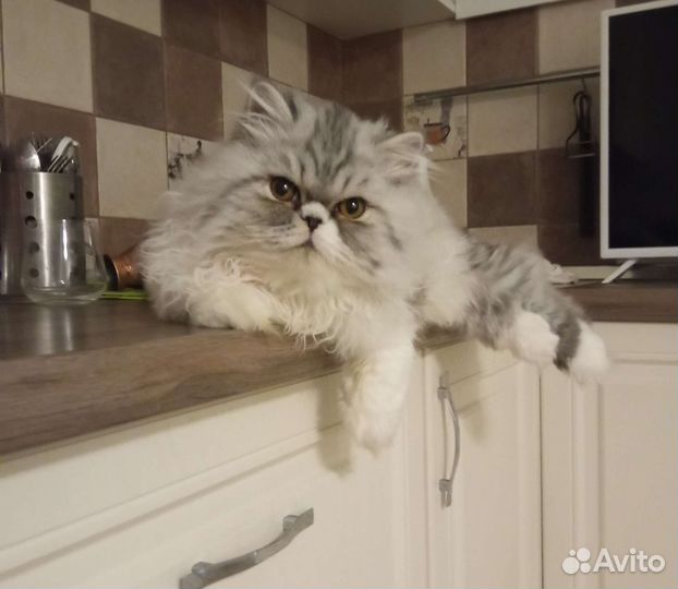 Перс экзот вязка