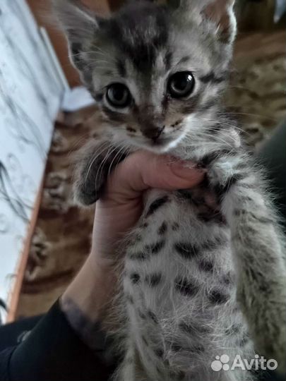 Кошки мейн-кун метисы
