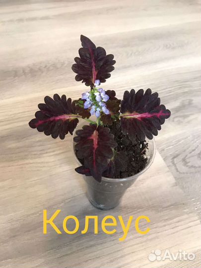 Комнатные цветы