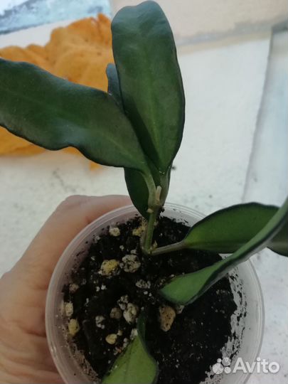 Клеродендрум инерме