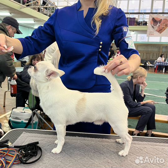 Вязка кобель чихуахуа